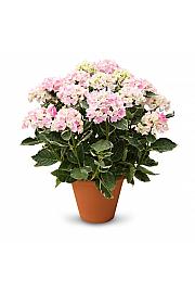 Hortenzija Ankong Character Variegata C3 Lit. 20-30 cm