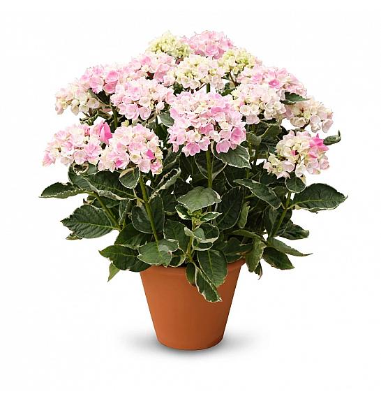 Hydrangea macr. Ankong Character Variegata C3 Lit. 20-30 cm