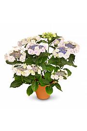 Hortenzija Teller Koria C3 Lit. 20-30 cm