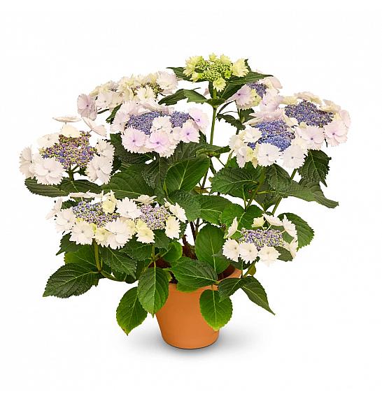 Hydrangea macr. Teller Koria C3 Lit. 20-30 cm