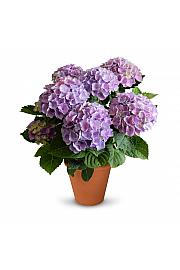 Hortenzija Xian C3 Lit. 20-30 cm