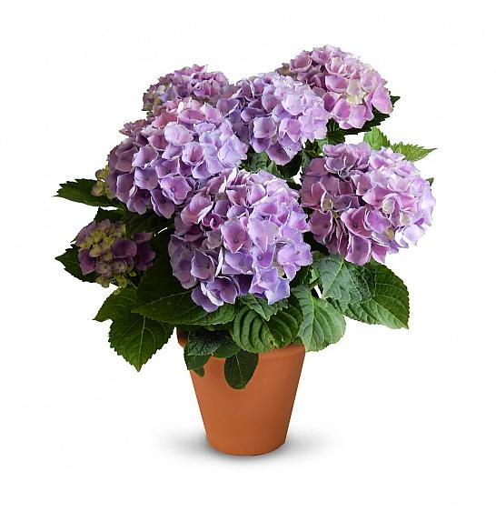 Hydrangea macr. Xian C3 Lit. 20-30 cm