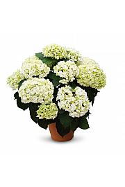 Hortenzija Bride White C3 Lit. 20-30 cm