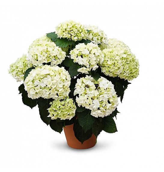 Hydrangea macr. Bride White C3 Lit. 20-30 cm