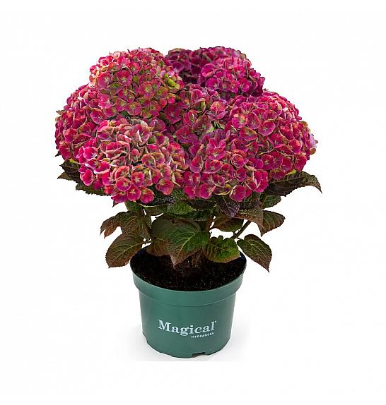 Hydrangea macr. Magical Amethyst Red C3 Lit. 20-30 cm