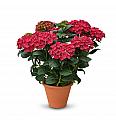 Hortenzija Rana Red