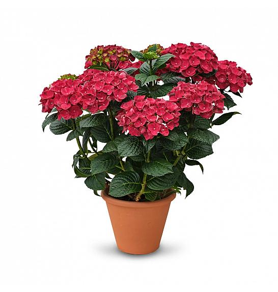 Hydrangea macr. Rana Red C3 Lit. 20-30 cm