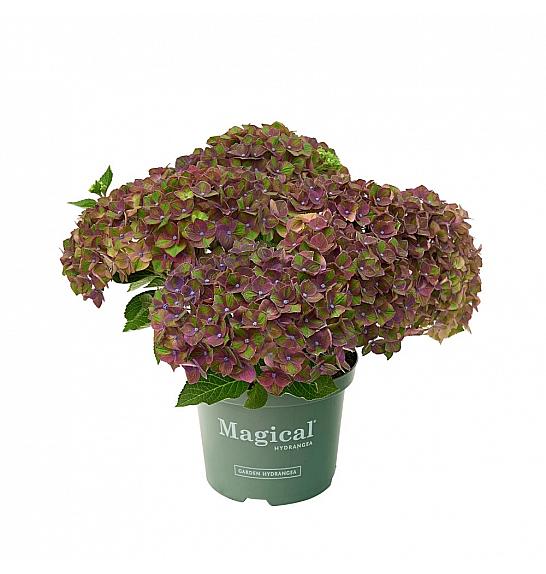 Hydrangea macr. Magical Green Fire C3 Lit. 20-30 cm