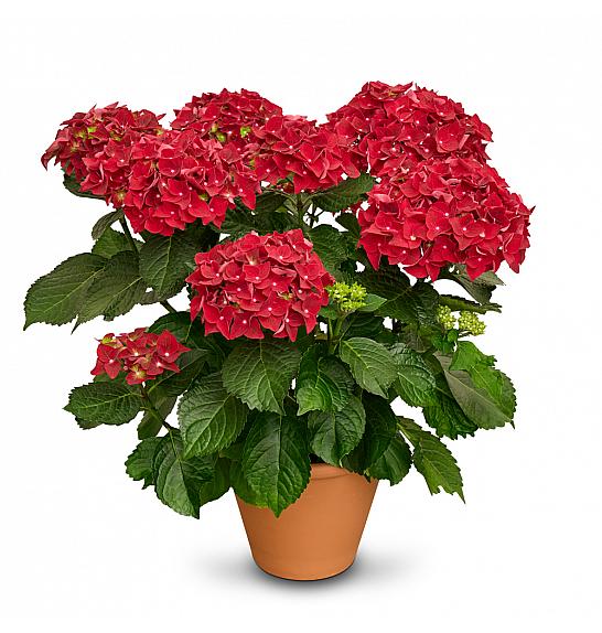 Hydrangea macr. Firewings Red C3 Lit. 20-30 cm