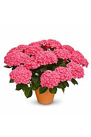 Hortenzija Naos Pink C3 Lit. 20-30 cm