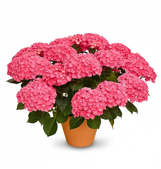 Hydrangea macr. Naos Pink C3 Lit. 20-30 cm
