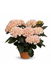 Hortenzija Midnight Pearl C3 Lit. 20-30 cm