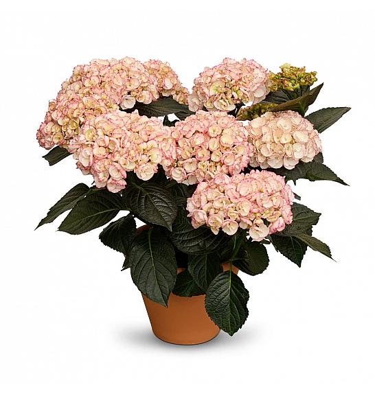 Hydrangea macr. Midnight Pearl C3 Lit. 20-30 cm