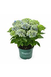 Hortenzija Magical Amethyst Blue C3 Lit. 20-30 cm