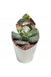 Adromischus Cooperi