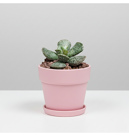 Adromischus cooperi; Ø5,5 cm