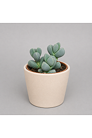 Delosperma lehmannii