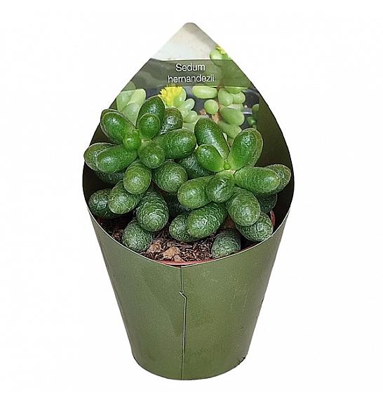Sedum Hernandezii Ø5,5 cm
