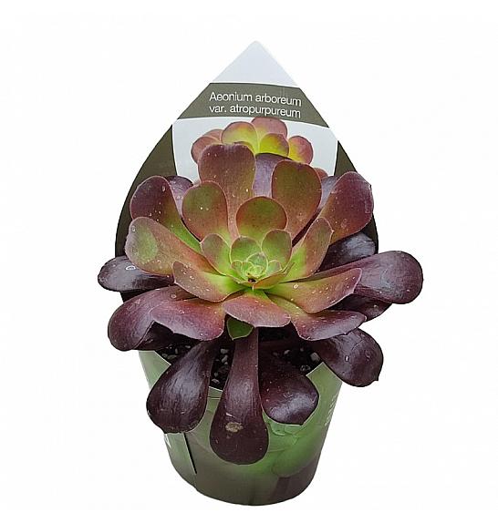 Aeonium Arboreum Atropurpureum Ø5,5 cm