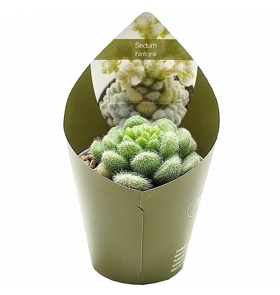 Sedum Hintonii Ø5,5 cm