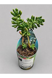 Jelly Bean Plant - Reši me