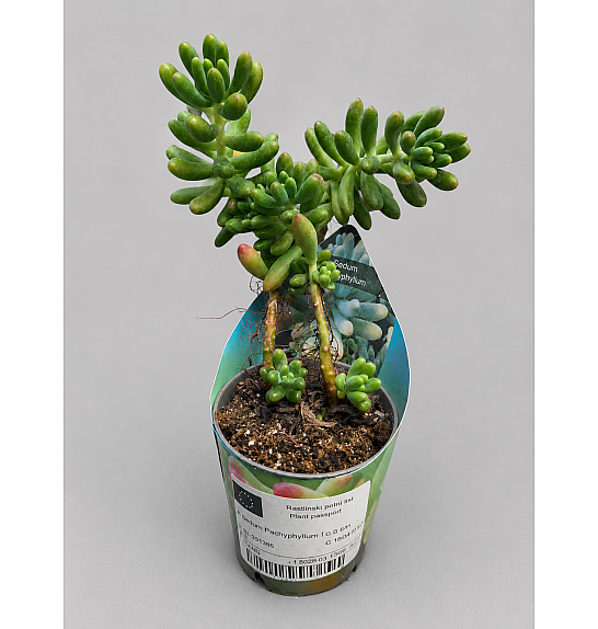 Sedum Pachyphyllum; Ø6,5 cm