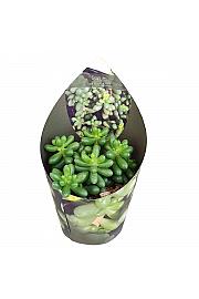 Sedum Burrito