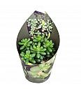 Sedum Hernandezii