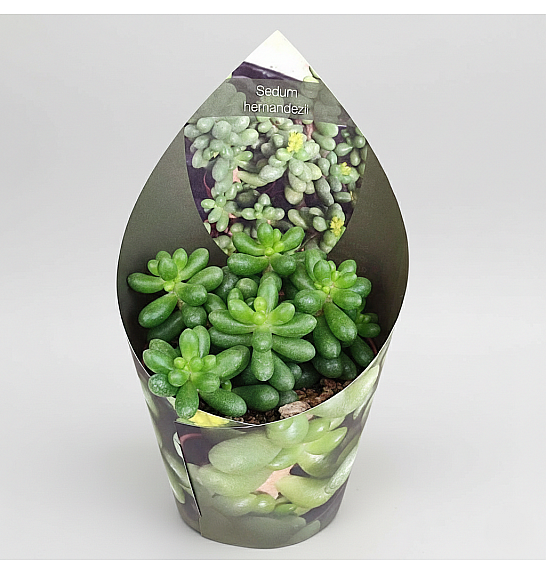Sedum hernandezii; Ø6,5 cm