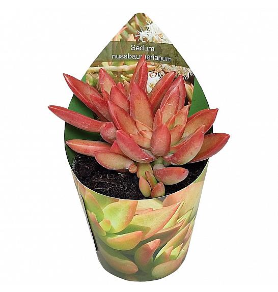 Sedum Nussbaumerianum Ø6,5 cm