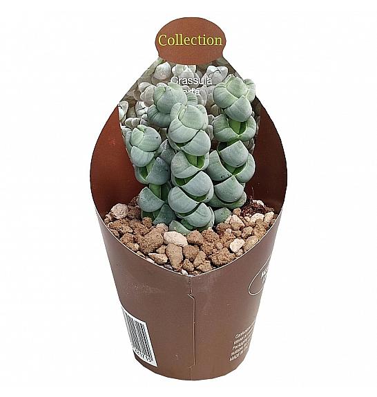 Crassula Arta Ø6,5 cm
