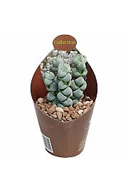 Crassula Arta