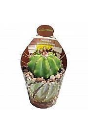 Ferocactus Glaucescens Inermis