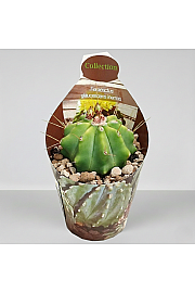 Ferocactus glaucescens 'Inermis'
