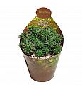Euphorbia Susannae