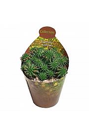 Euphorbia Susannae