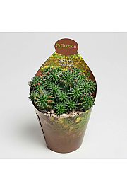 Euphorbia susannae