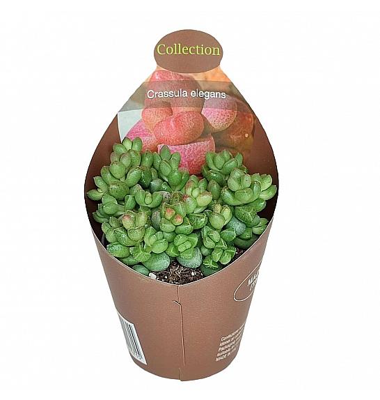 Crassula Elegans Ø6,5 cm