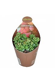 Crassula Elegans