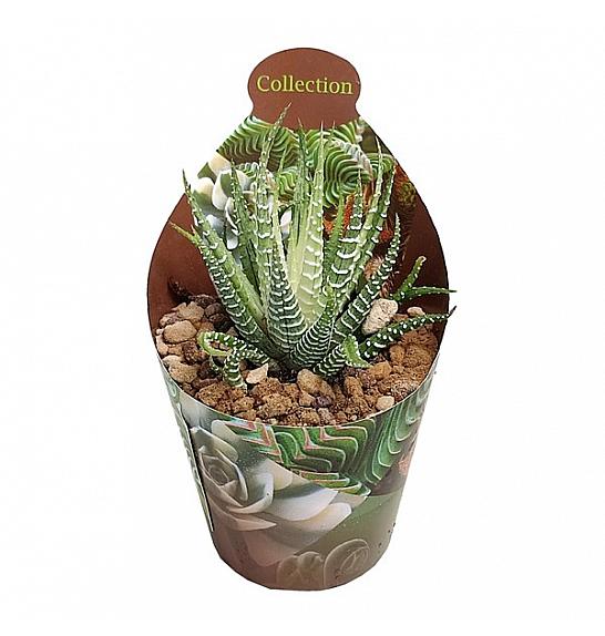 Haworthia Fasciata Variegata Ø6,5 cm