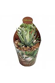 Haworthia Fasciata Variegata
