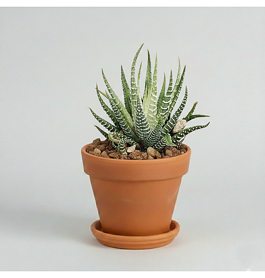 Haworthia fasciata 'Variegata'; Ø6,5 cm