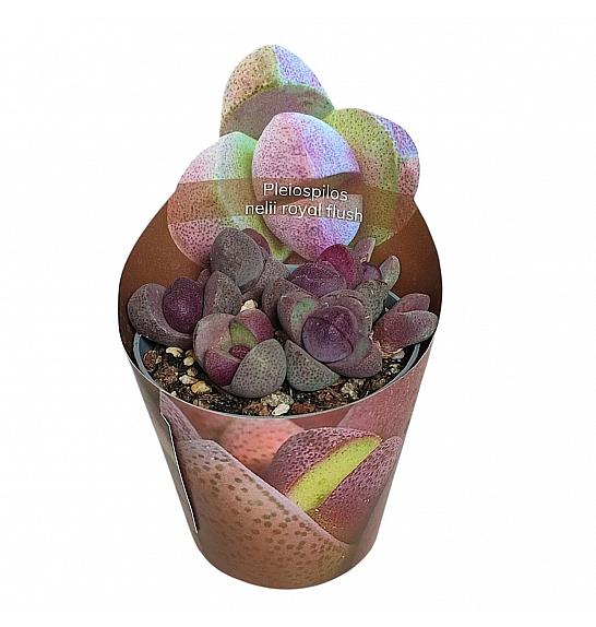 Pleiospilos Nelii Royal Flush Ø6,5 cm