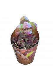 Pleiospilos Nelii Royal Flush
