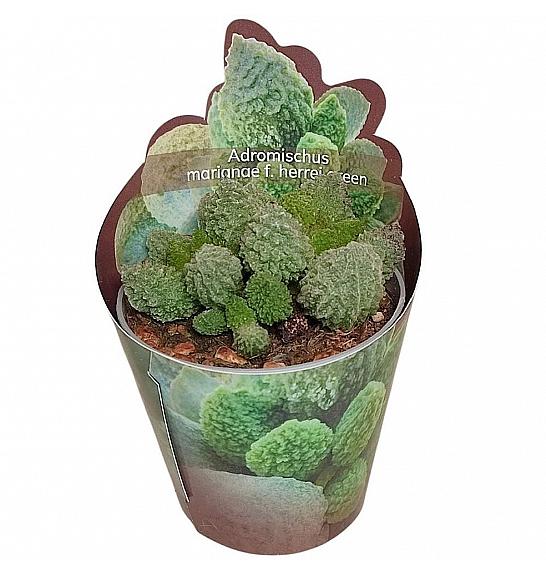 Adromischus Herrei Green - Sagomata Ø6,5 cm