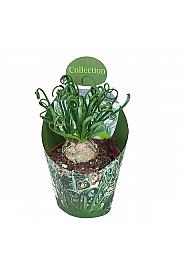 Albuca Spiralis
