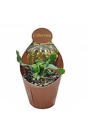 Euphorbia Stellata