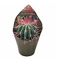 Ferocactus Stainesii