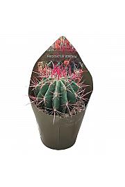 Ferocactus Stainesii