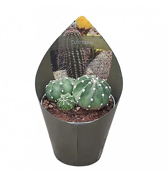 Echinopsis Subdenudata Ø14 cm